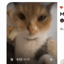 a close up of a cat 's face in a video on a phone .