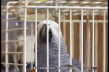 I'Ll Kick Your Balls, Son.  GIF - Parrot Sparky The Parrot Angry GIFs