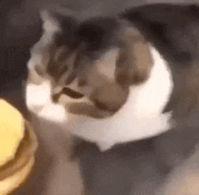 Here Kitty You Can Has Cheeseburger GIF
