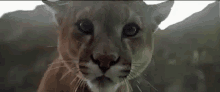 Cougar Stare GIF - Cougar Cat Stare GIFs