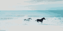 freedom horses water splash running