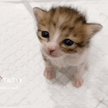Sad Cat Crying Cat GIF - Sad Cat Crying Cat Cat GIFs