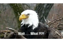 Eagle Animal GIF - Eagle Animal Confused GIFs