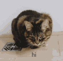 Cat Shake GIF - Cat Shake Lily GIFs