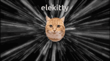 elekitty uglypoe monsters of etheria cat funny