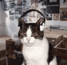 Cat Headphones GIF - Cat Headphones Music GIFs