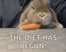 Rabbit Eating GIF - Rabbit Eating Carrot GIFs