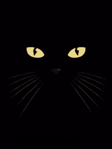 gato gato beso lick black cat cat