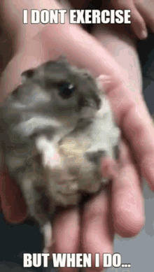 Hamster Cute Hamster GIF - Hamster Cute Hamster Struggle GIFs