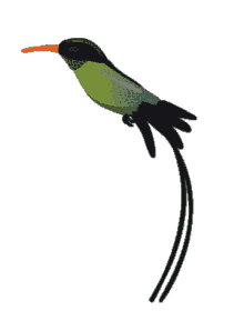 hummingbird bob marley trochilidae apodiformes bird species