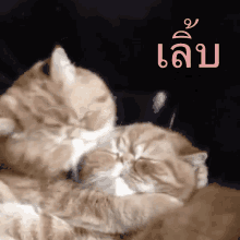 เลิ้บ ร้ากก GIF - Cat Love Cuddle GIFs