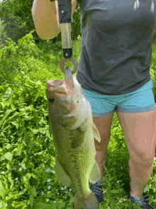 bass catch