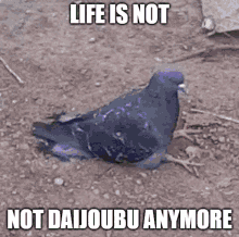 Daijoubu Not Daijoubu GIF - Daijoubu Not Daijoubu Pigeon GIFs