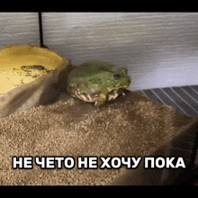 a green frog is sitting on a pile of gravel next to a sign that says he cheto he xoy poka
