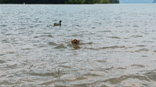 Dog Swimming Away From Duck GIF