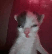 a white and gray kitten is sitting in front of a red curtain and looking at the camera .