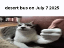 a cat is laying on a couch next to a person holding it .