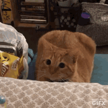 Cat Cats GIF - Cat Cats Steal GIFs