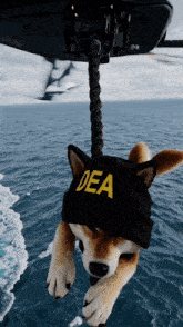 a dog wearing a dea hat hanging from a rope