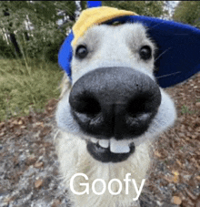 a close up of a dog wearing a blue and yellow hat with the word goofy written on it .