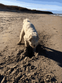 Dog Sand GIF - Dog Sand Digging GIFs