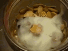 Eating Funny GIF - Eating Funny Animals GIFs