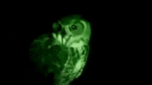 a green moon with a bat flying around it