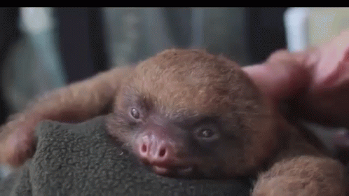 baby sloth yawning