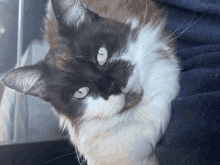 Cat Fluffy Cat GIF