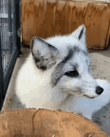 White Fox White GIF - White Fox White Fox GIFs