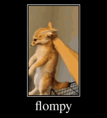 Flompy Flompee GIF - Flompy Flomp Flompee GIFs