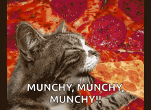 Munchies Hungry GIF - Munchies Hungry Cats GIFs