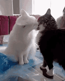cat cute angry fight