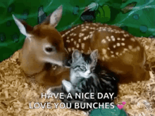 Deer Cat GIF - Deer Cat Have A Nice Day GIFs
