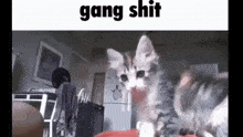 Gang Cat GIF - Gang Cat GIFs