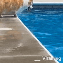 Jumping In The Pool Corgi GIF - Jumping In The Pool Corgi Viralhog GIFs
