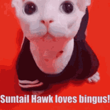 Bingus Suntail Hawk GIF - Bingus Suntail Hawk Bingus Love GIFs