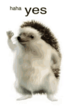 Hedgehog Haha Yes GIF - Hedgehog Haha Yes Meme GIFs