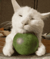 Apple Cat Melon Cat GIF - Apple Cat Cat Melon Cat GIFs