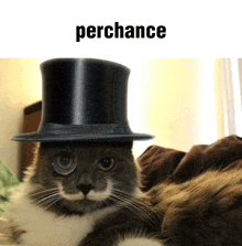 Perchance Cat GIF