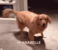 Hi Anabelle Anabelle GIF - Hi Anabelle Anabelle GIFs