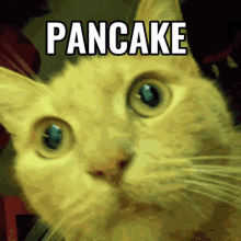 Cat Pancake GIF - Cat Pancake Jujuballserver GIFs