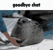 goodbye chat cute seal