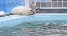 a seal is swimming in a pool with a fence in the background .