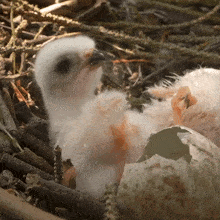 baby eagle eagle robert e fuller newborn eagle tiny eagle