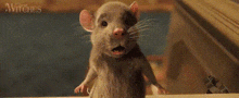 Evil Bear Evil Rat GIF - Evil Bear Evil Rat Story Of The Evil Rat GIFs