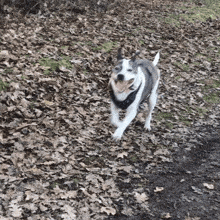Harvey Hound Dog Dog Running GIF - Harvey Hound Dog Dog Running Running GIFs