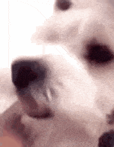 Dog Licking GIF - Dog Licking Reaction GIFs