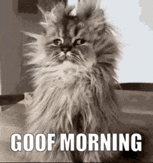 Cat Good Morning GIF - Cat Good Morning Goof GIFs