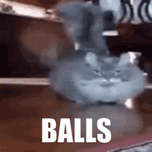 Cat Balls GIF - Cat Balls GIFs